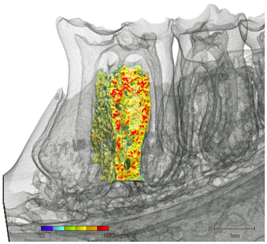 Нижняя челюсть каждой крысы была сканирована от среднего до дистального края первого моляра
