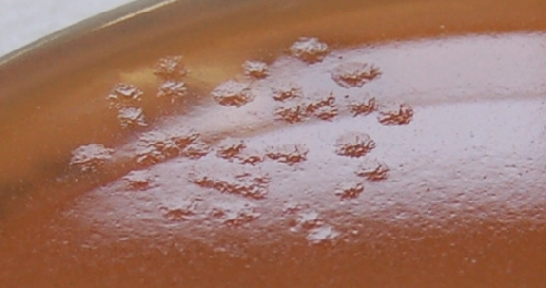 Ученые изучили как Clostridium difficile разрушает кишечник