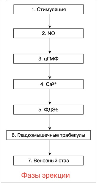 фазы эрекции