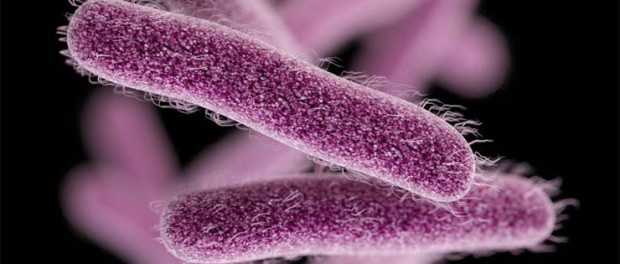 шигеллез, Shigella