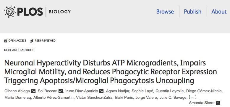 головной мозг, PLOS Biology, эпилепсия