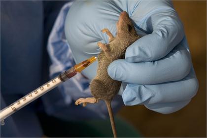Ученые установили, что витамин В3 предотвращает рак печени у мышей