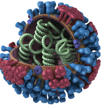 Ученые могут предсказать эволюцию вируса гриппа