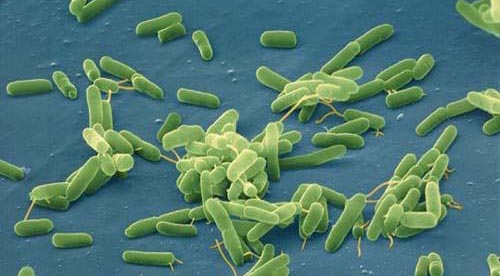 Микробиом: как он влияет на наше здоровье?
