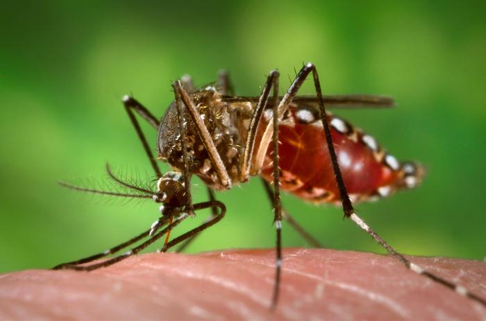 Лихорадка денге, комары