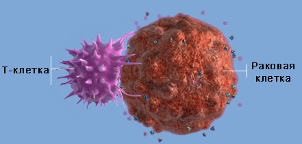 иммунная система, раковые клетки