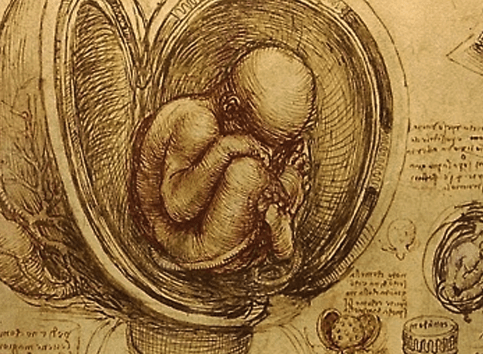 эмбрион, питание