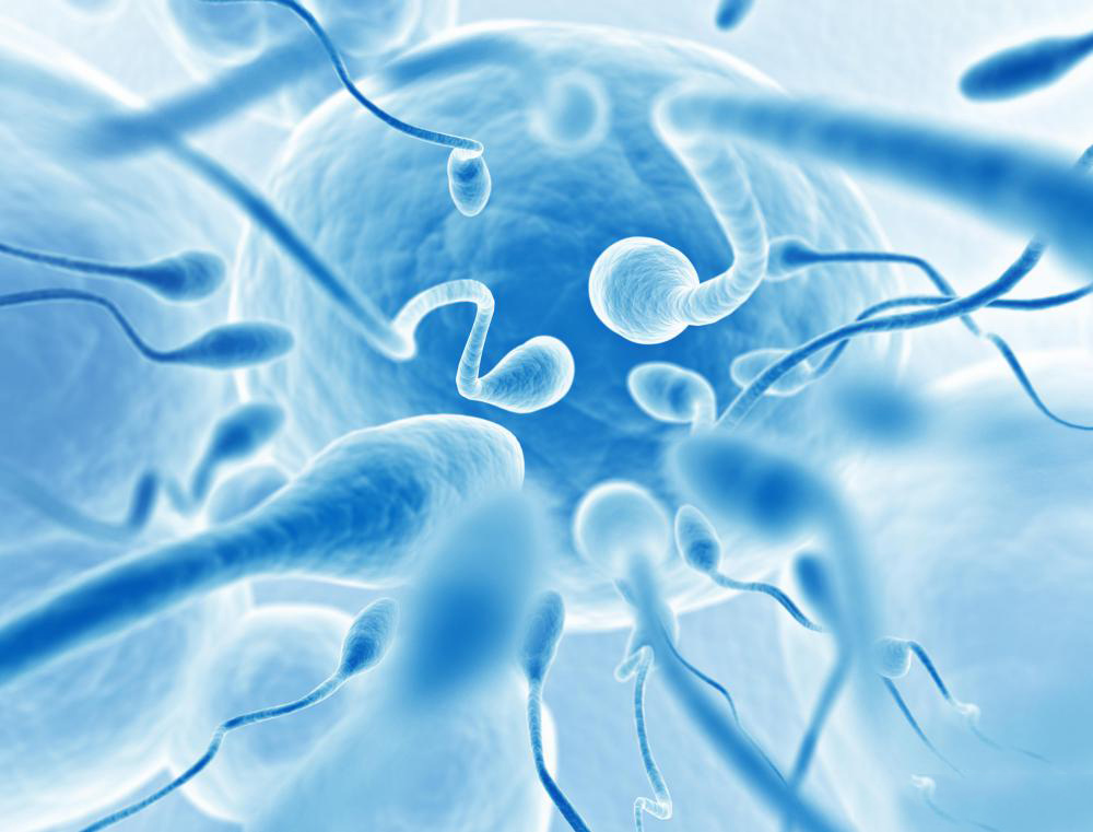 сперматозоиды, искусственная сперма