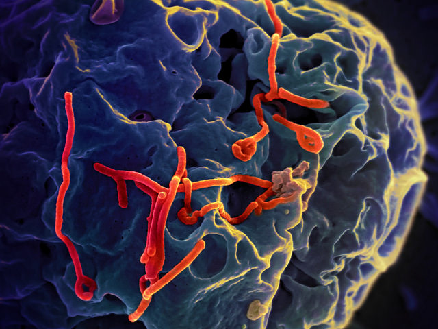 вирус Эбола, вирус Марбург