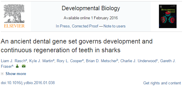 акула, зубы, Developmental Biology