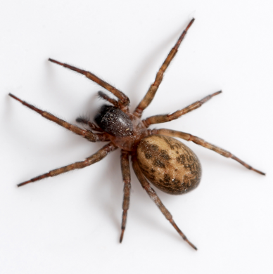 боязнь пауков, Арахнофобия, Biological Psychology