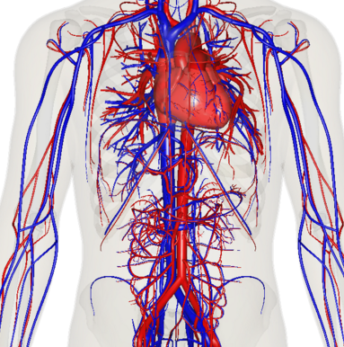 American Heart Association, сердечно-сосудистые заболевания, когнитивные функции