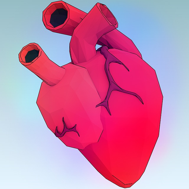 сердце, Circulation, лимфатическая система