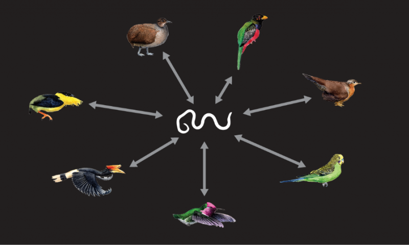 ген, птицы, паразиты, нематоды, Nature Communications