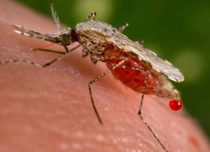 комар, Immunity