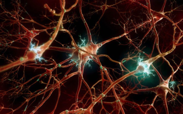 деменция, гибель нейронов