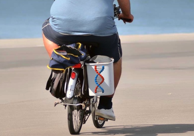 ожирение, ген, физические упражнения