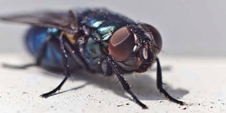 Домашние мухи, инфекция