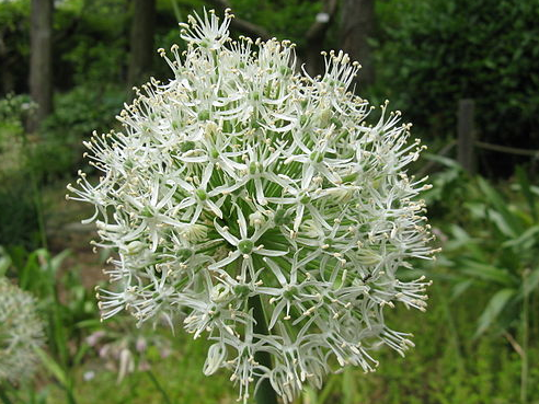 Allium Stipitatum