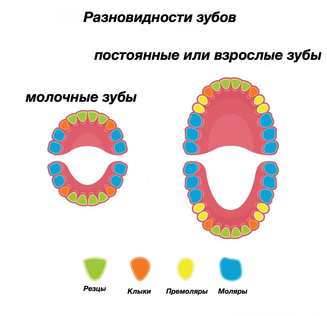 an infographic of teeth