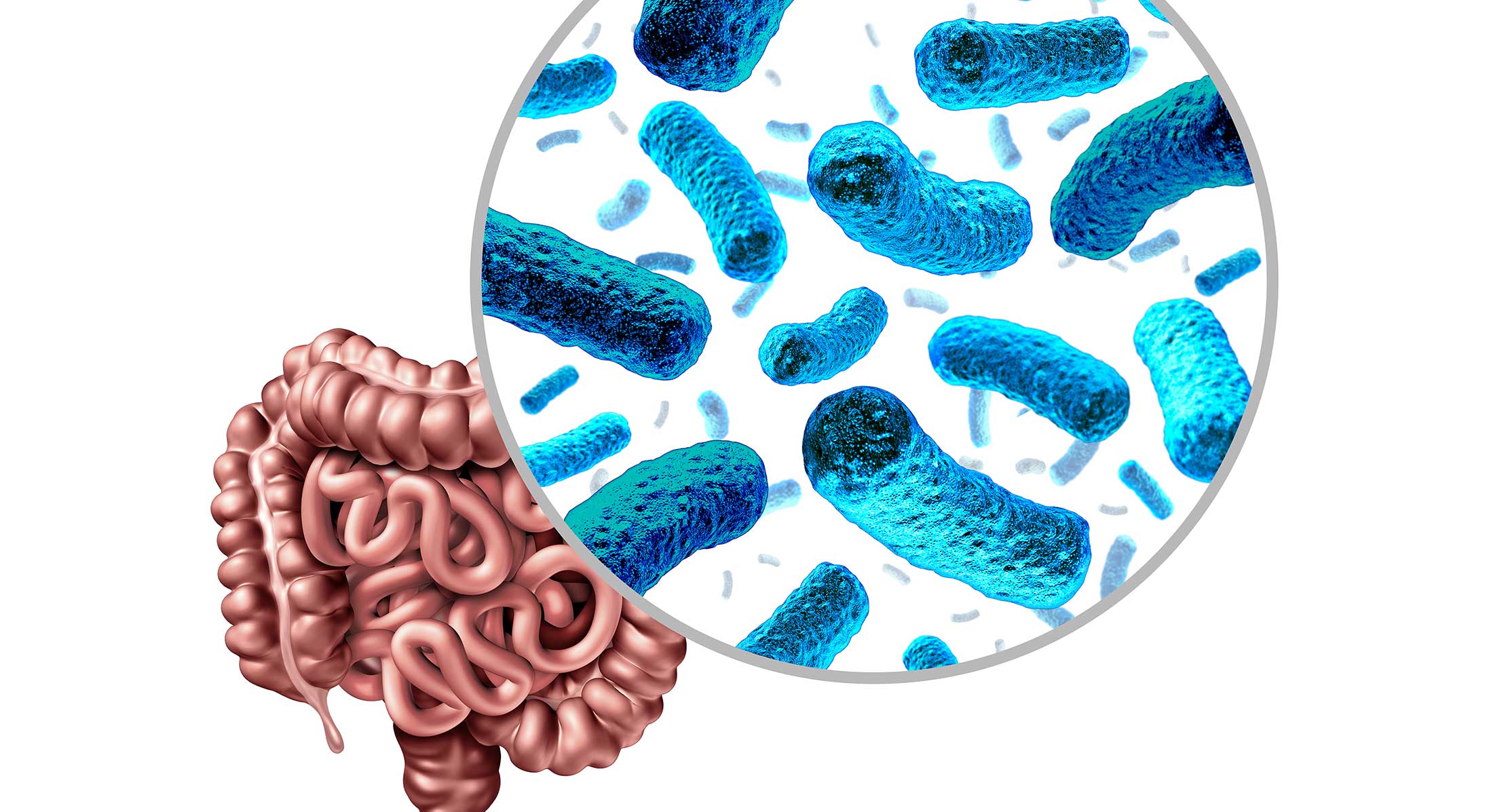 Микроорганизмы микробиоты кишечника
